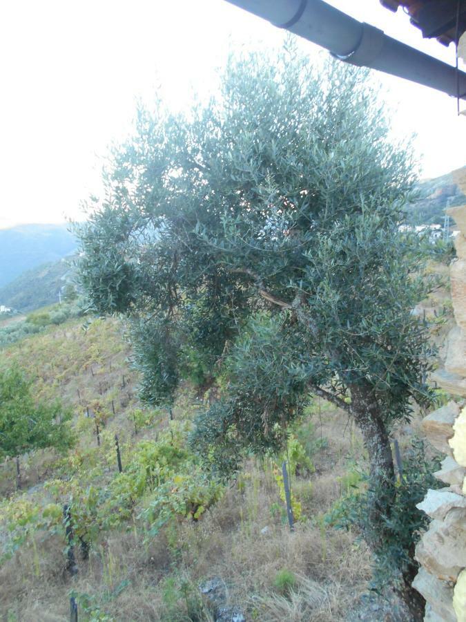 Вілла Casa Da Vinha Em Tabuaco - Douro Екстер'єр фото